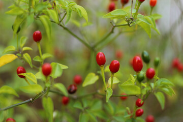 Native Pepper of Texas Chiltepin Pepper Capsicum annuum var. glabriusculum