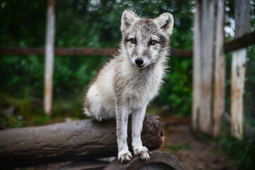 An orphaned Arctic fox (Vulpes lagopus) being kept and taken care of by the Arctic Fox Centre in...