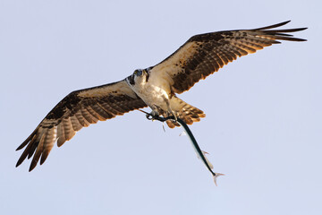 osprey in flight with catch