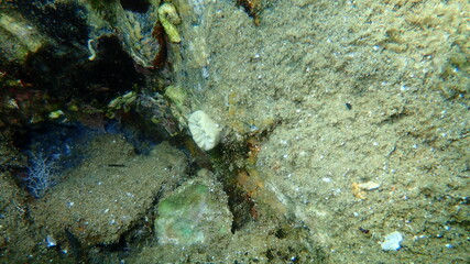 Naklejka na ściany i meble Scarlet coral or pig-tooth coral, european star coral (Balanophyllia (Balanophyllia) europaea) undersea, Aegean Sea, Greece, Halkidiki 