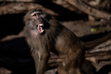 A yellow baboon (Papio cynocephalus) is seen with its mouth wide open