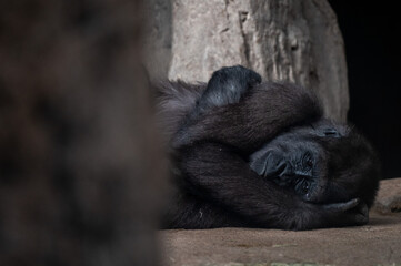 A gorilla is seen lying on the ground with a sad gesture