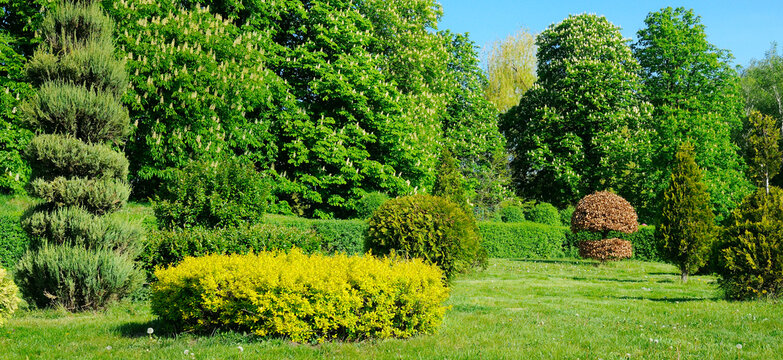 A beautiful urban garden with conifers, flowering chestnuts and a green meadow. Wide photo.