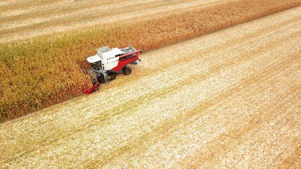 Fototapeta na wymiar forage harvester harvesting maize on a field, agriculture from a bird's eye view, farmland