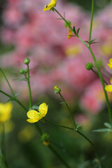 Obraz premium Texas Wildflower Yellow Buttercup Ranunculus bulbosus - Bulbous Buttercup