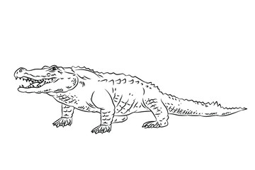 Vector image of a crocodile. Black and white drawing coloring book for children. Emblem.