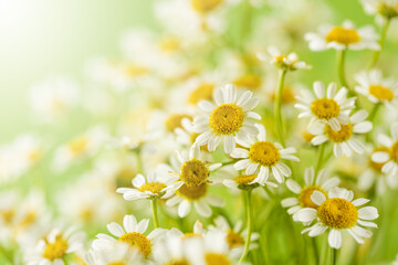 Chamomile with pretty little white flowers