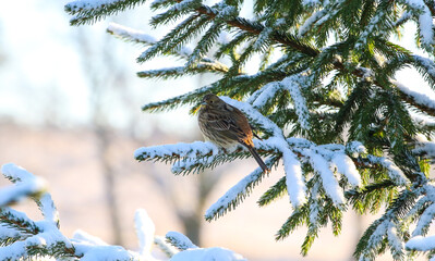bird sitting on a snow covered pine branch