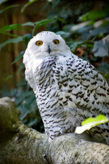 Owl bird wildlife animal , eye 