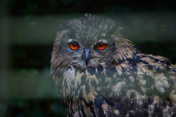 Owl bird wildlife animal , eye 
