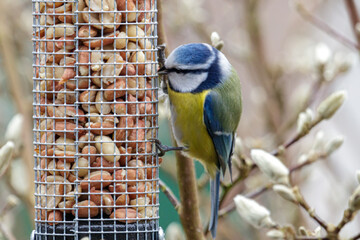 Naklejka premium Blue tit, feasts on a bird feeder