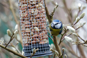 Blue tit, feasts on a bird feeder