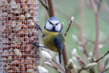 Blue tit, feasts on a bird feeder