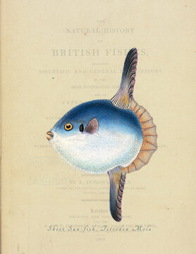 British blue Fish Illustration made out of Creative Common Licence 