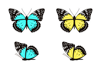 Fototapeta na wymiar Blue and yellow butterflies with spread and folded wings vector set