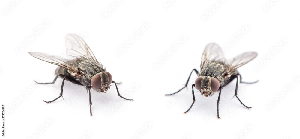 Wall mural fly isolated on a white background