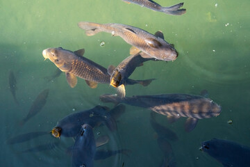 carp fish , water lake 