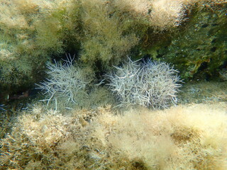 Naklejka na ściany i meble Red algae Amphiroa rigida undersea, Aegean Sea, Greece, Halkidiki