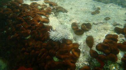 Red algae Amphiroa rigida undersea, Aegean Sea, Greece, Halkidiki