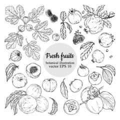 Vector set of hand darwn fresh fruits elements. Figs, peaches, persimmons, pomegranates on a branches with leaves, whole, sliced, with stones. Black and white line art. Botanical illustration for back