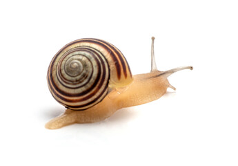 snail on a white background. macro