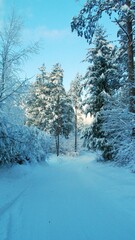 winter landscape with trees and snow path