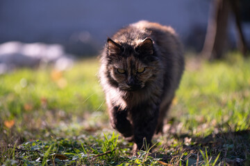 Naklejka na ściany i meble A furry brown cat walking towards the camera in a sunny garden