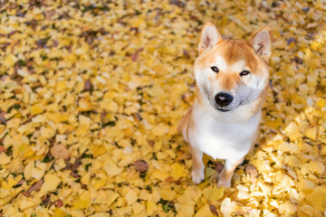 Close-up Portrait of beautiful and cute red shiba inu puppy sitting at the park in autumn.dog posing with morning sunshine.