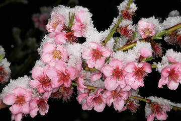 Pfirsichbl&uuml;te , Schnee