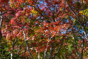 紅葉の箱根美術館　神奈川県箱根町