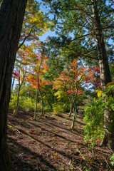 静岡県伊豆市　修善寺自然公園もみじ林