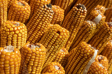 Autumn yields plenty of golden corn