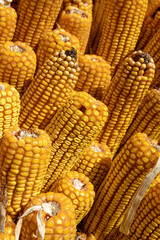 Autumn yields plenty of golden corn