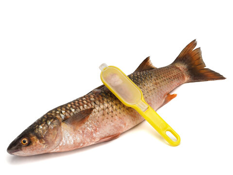 Red-finned mullet isolated on a white background