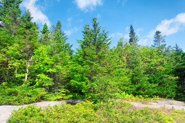 Fototapeta na wymiar evergreen pine trees blue sky background new hampshire