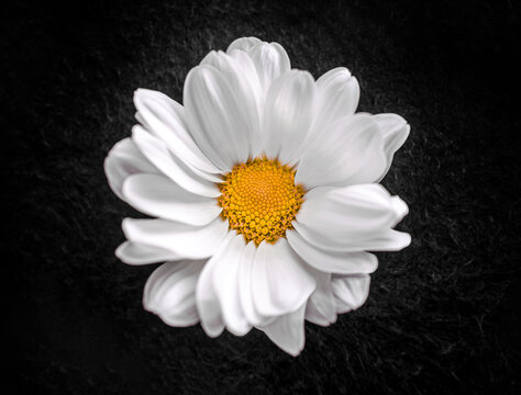 Delicate flower on black background. For design. Nature.