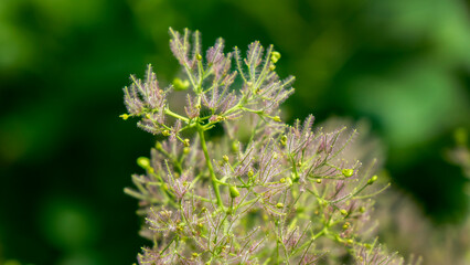 Flowers and plants. Nursery.