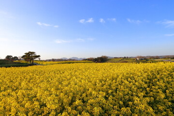 Obraz premium 全盛期の菜の花畑