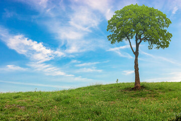 Fototapeta na wymiar lonely tree growing on green fields with blue sky and white clouds background