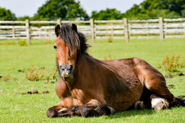 Fat pony laying in the sunshine 