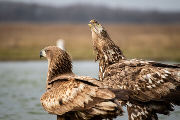 Young white-tailed eagle (Haliaeetus albicilla) in winter, calling