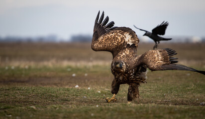 Young white-tailed eagle (Haliaeetus albicilla) in winter, after landing with a jackdaw in the background