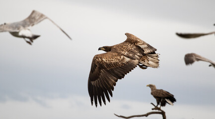 Young white-tailed eagle (Haliaeetus albicilla) in winter, flying with gulls