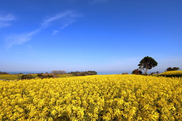 Obraz premium 海沿いの菜の花畑