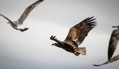 Young white-tailed eagle (Haliaeetus albicilla) in winter, flying with gulls