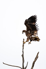 Young white-tailed eagle (Haliaeetus albicilla) in winter, landing to a tree, white background