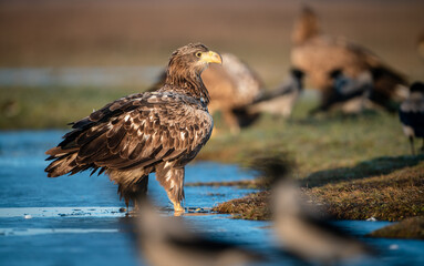 White-tailed eagle (Haliaeetus albicilla) in winter, morning lights