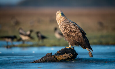 White-tailed eagle (Haliaeetus albicilla) in winter, morning lights