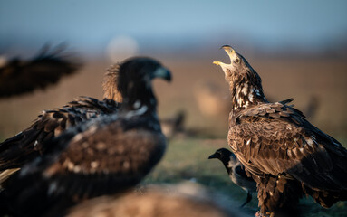 White-tailed eagle (Haliaeetus albicilla) in winter, calling in morning lights