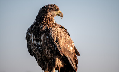 Young white-tailed eagles (Haliaeetus albicilla) in winter, perching
